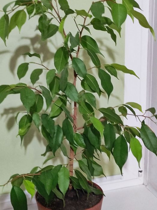 Продам комнатные растения