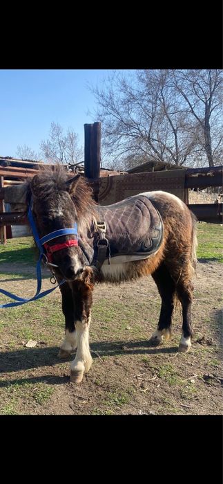 Пони годовалая кабылка