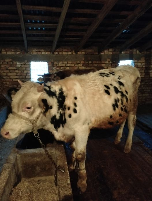 Гольштейн бычок 1.5