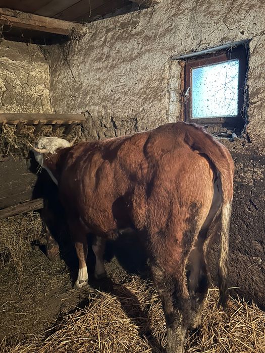 Vaca gestantă de vanzare