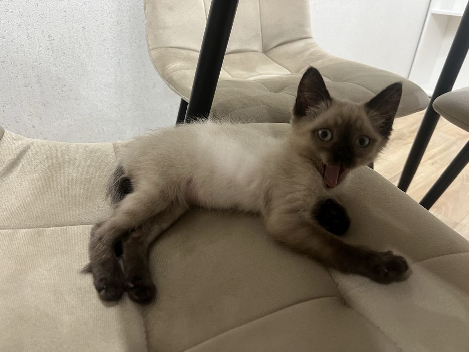 Продаю котёнка!!!