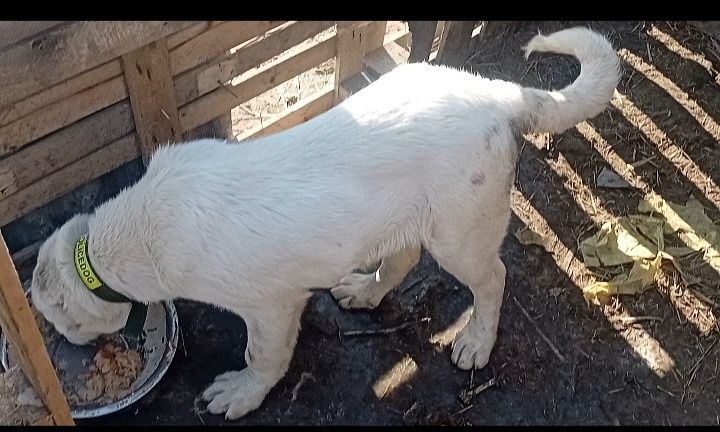 Щенок Алабая кабель