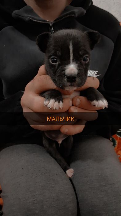 Продам щенков породы Американский питбуль