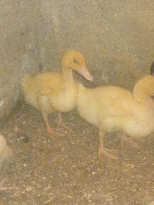 Продается утка порода бройлер