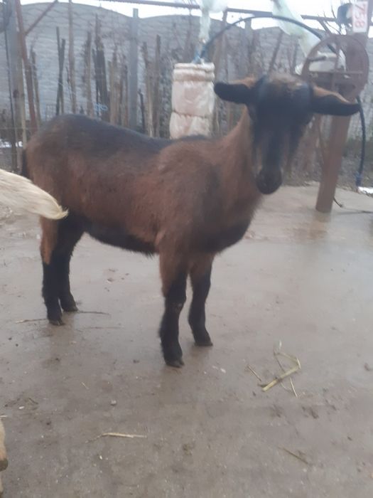 Vand 2 iede din mame bune