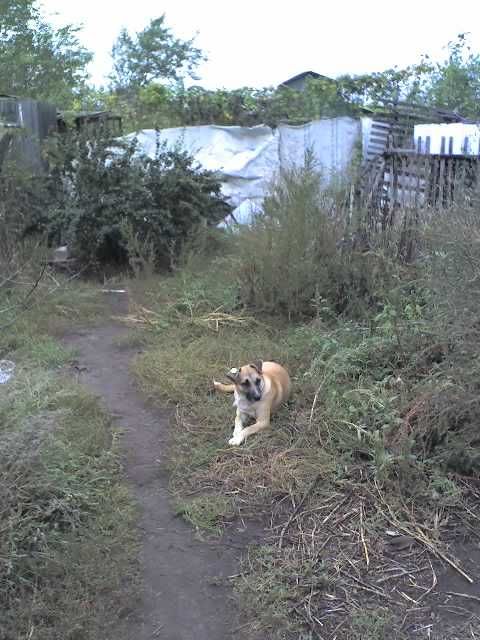 Собака в добрые руки