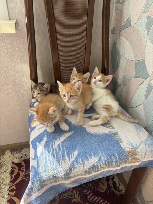 Отдам котят в добрые руки