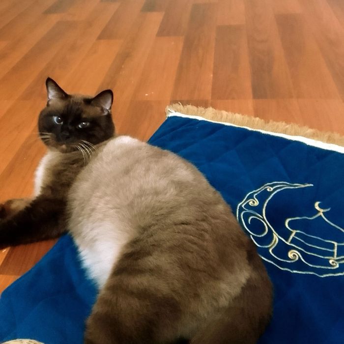 Отдам кота в добрые  руки.