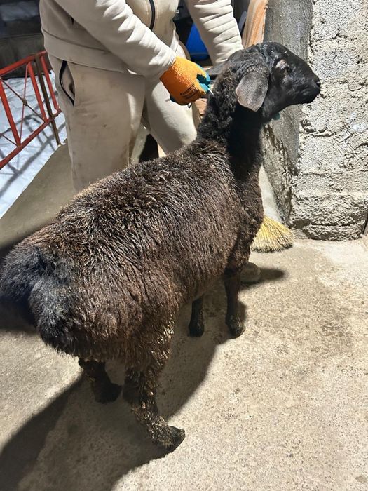 4 ай жемде тұрған тоқтылар сатылады