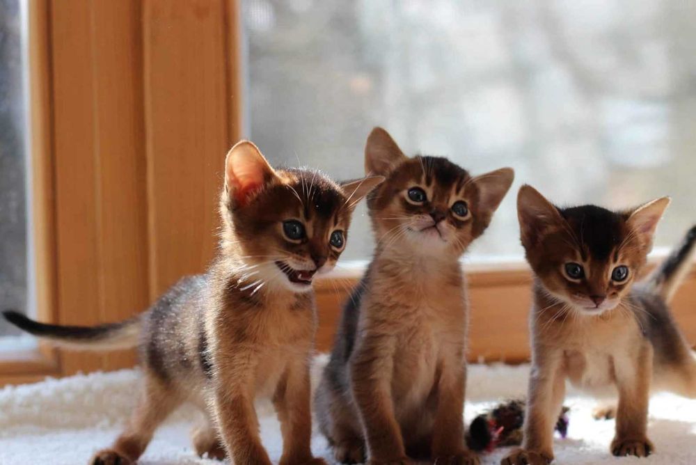 Обесинцы котята чистокровные