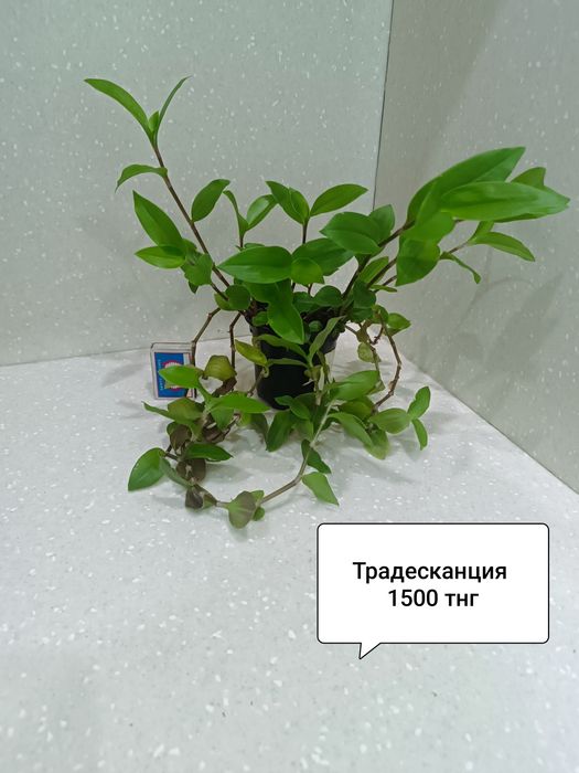 Продам комнатные цветы