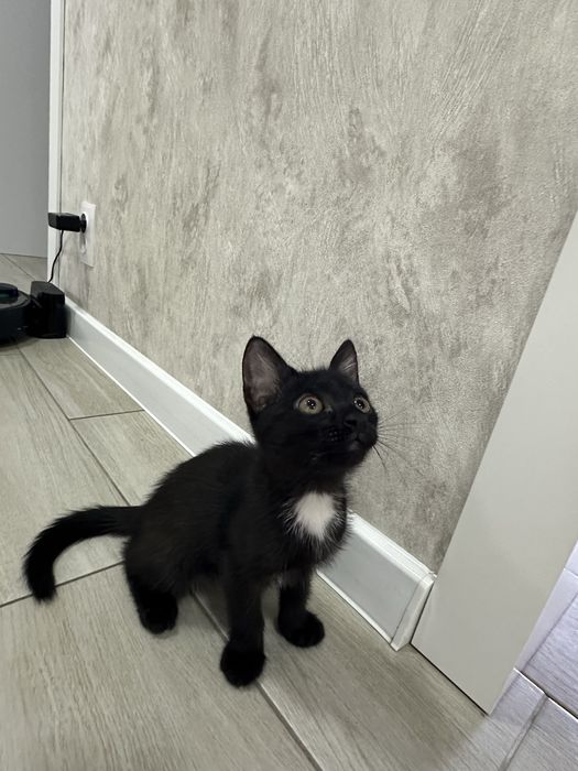 Отдам котенка в добрые руки