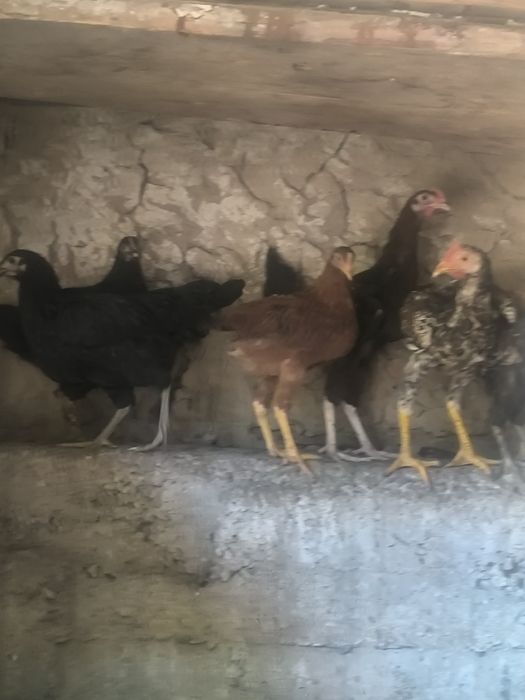 Joʻja xoʻroz va tovuqlar
