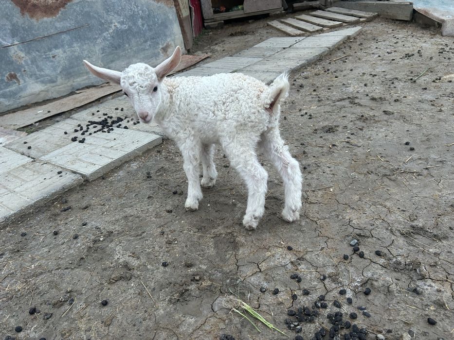 Коза и козлята продам
