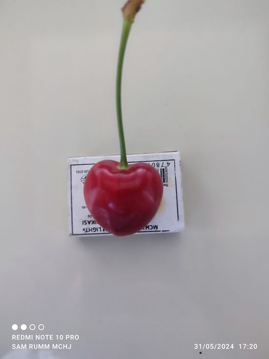 Svet aryana Samet Magigon Lapens jaentret eng yangi GILOS sortlari bor