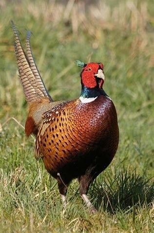 Fazan (Qirg'ovul) xoʻroz va tovuq lari sotiladi.