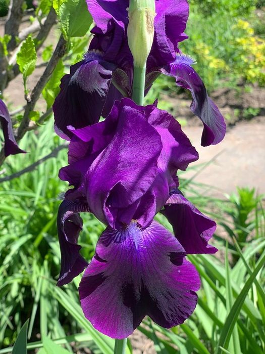 Ирисы голандские, папортники.