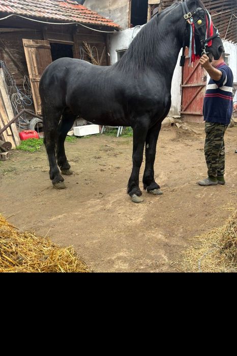 Armasar ,Vârstă 9 ani