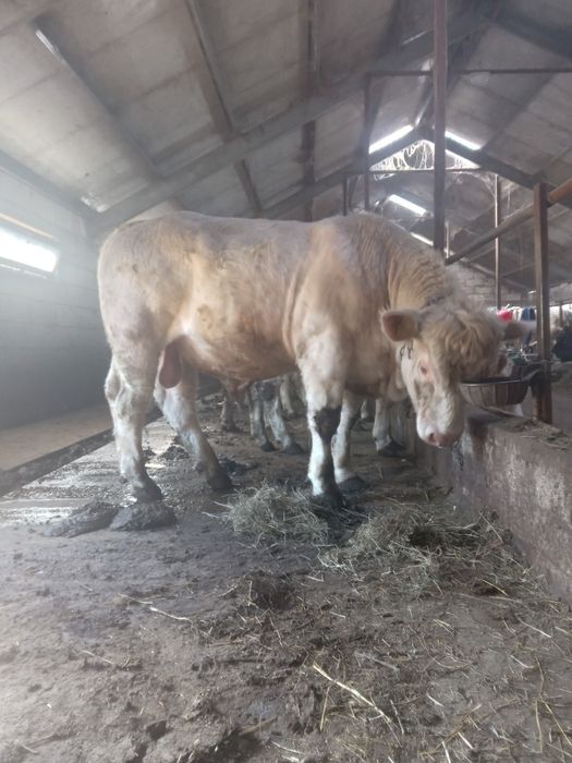 Vand vaca 6 ani buna de lapte