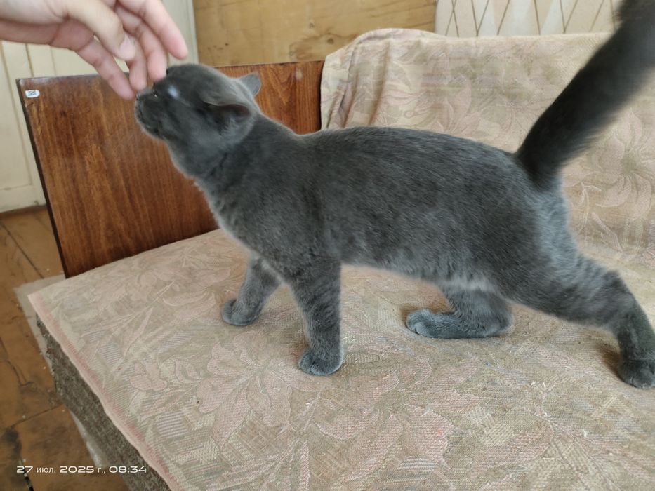 Продам котят в хорошие руки