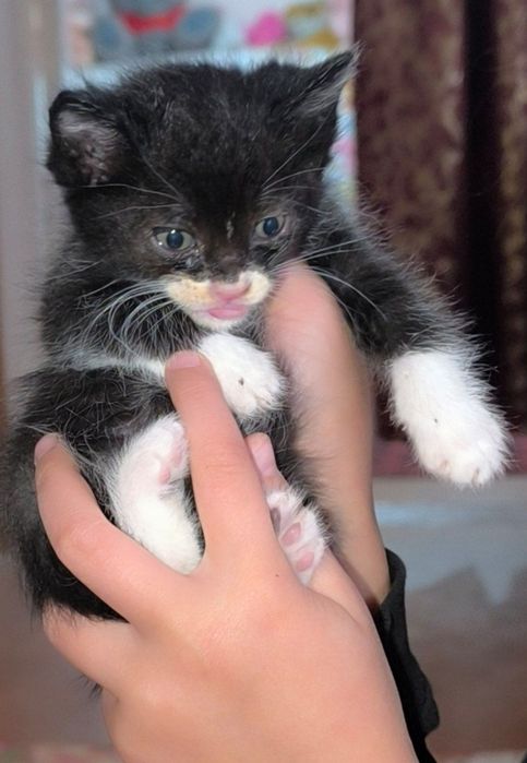 Отдам бесплатно в любящие руки