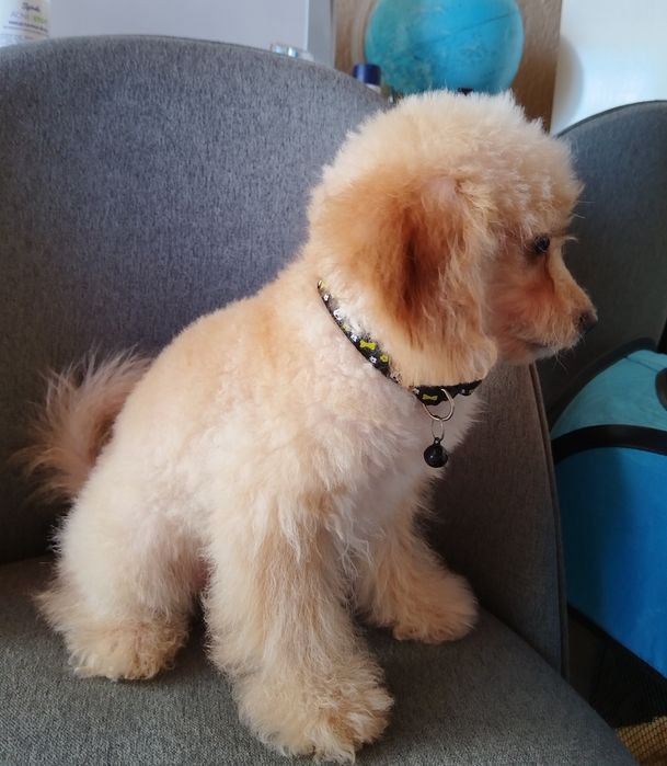 Той/Мини пудел момченце