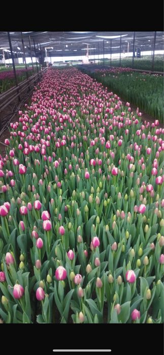 Тюльпаны оптом и в розницу
