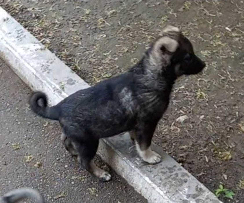 Кутята  ищут дом