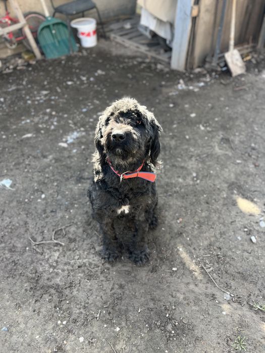 Руский терьер черный