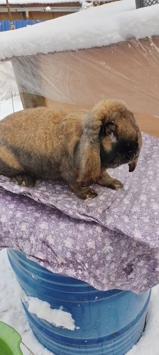 Французский баран самка