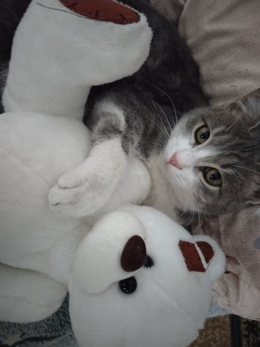 Кошка в ответсвенные руки!