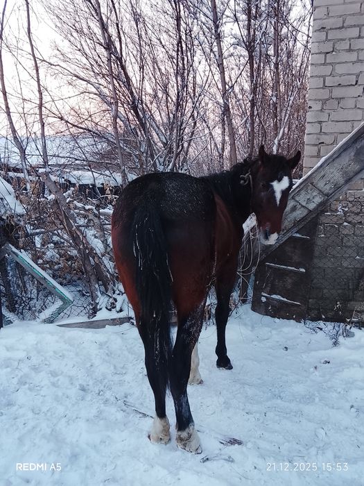 Продам лошадь молодую