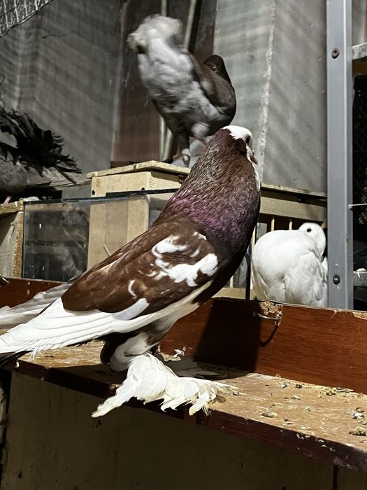 Голубь дутыш (самец)