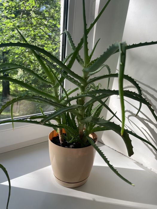 Продам . Домашний цветок Алоэ