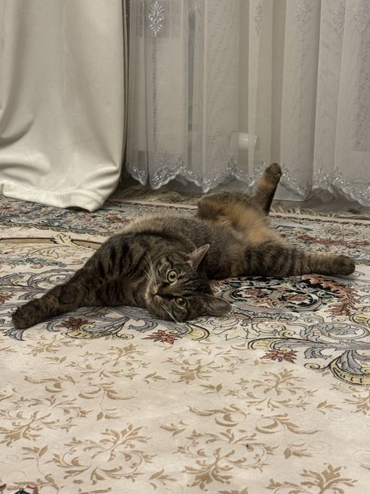 Кошка 10 месяцев