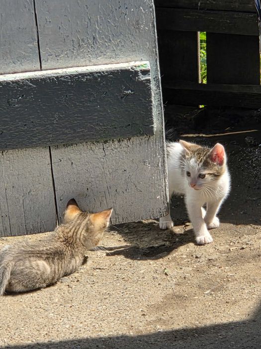 Ofer spre adoptie pui de pisică