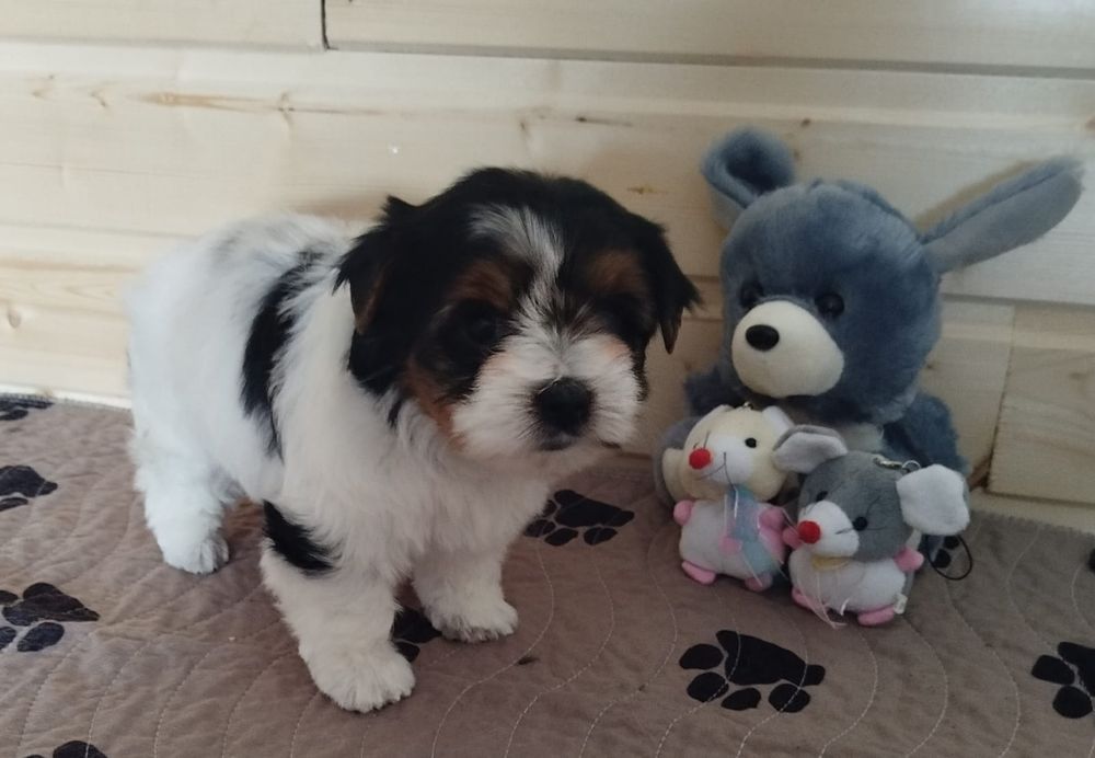 Очаровательные щенки бивера.