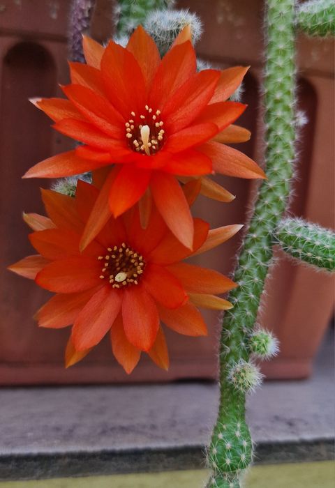 Pui cactus Chamaecereus silvestri