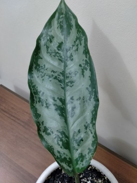 Продам аглаонему