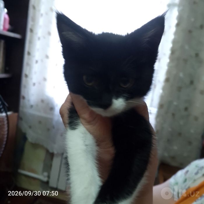 Отдаем Котенка в Добрые Руки