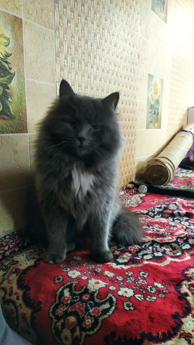 Прекрасный, пушистый, добрый кот