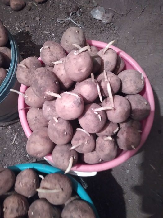 Картофель картофель