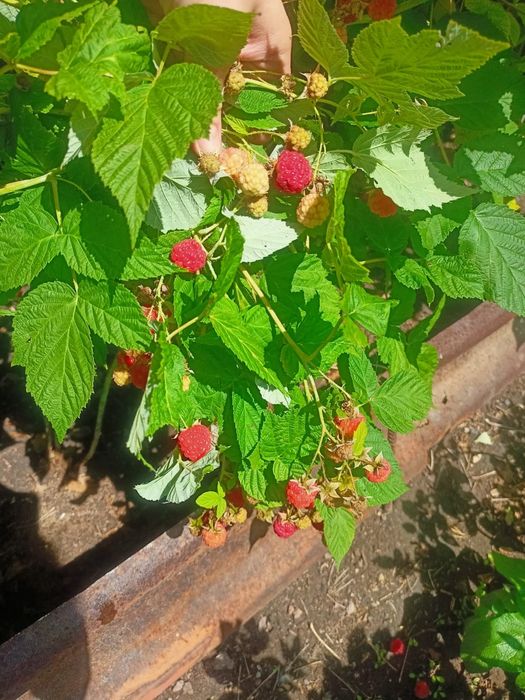 Дача в Темиртау.