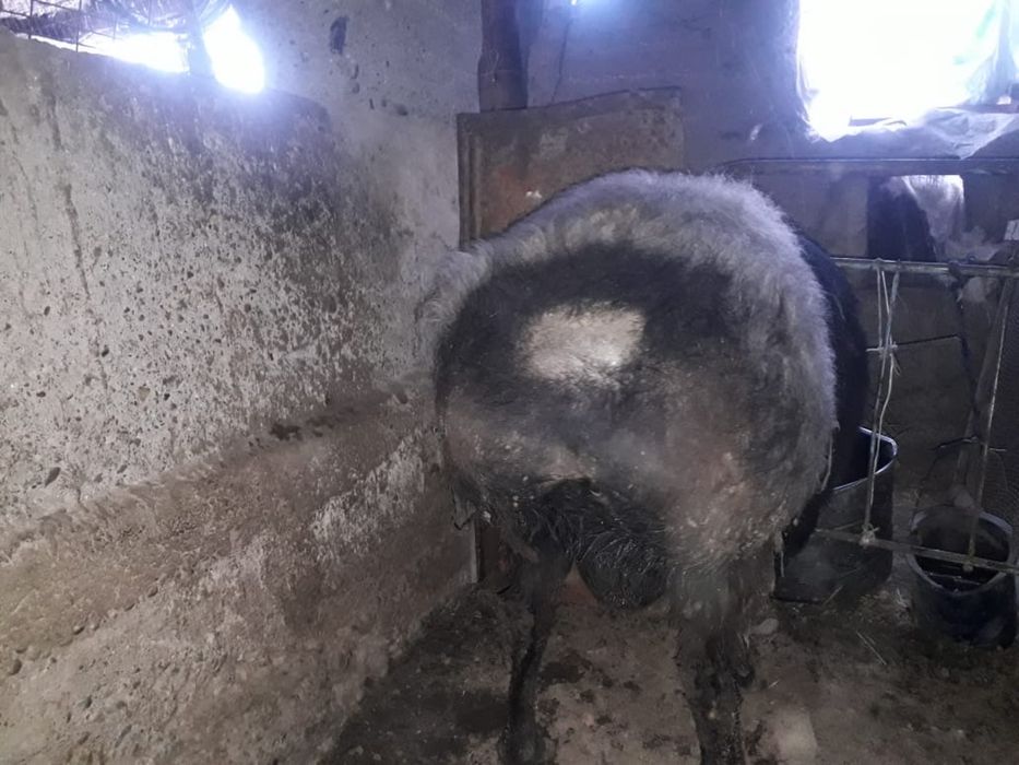 Кой сатылады срочна