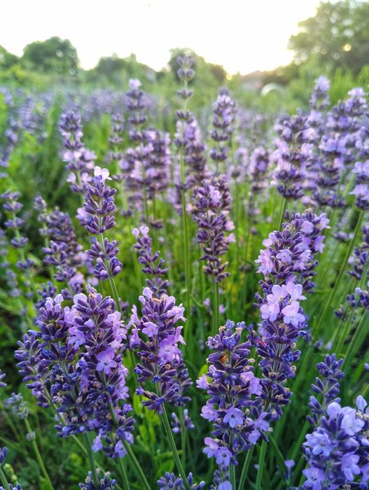 Разсад лавандула