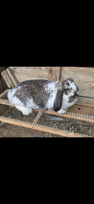 Vând femele berbec german