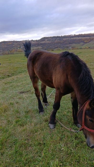 Vand manza de 1 an și 7 luni