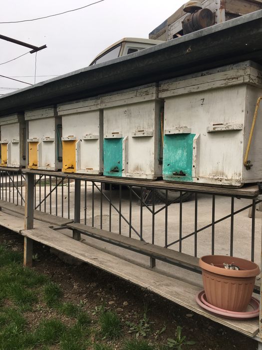 Продам      пчел