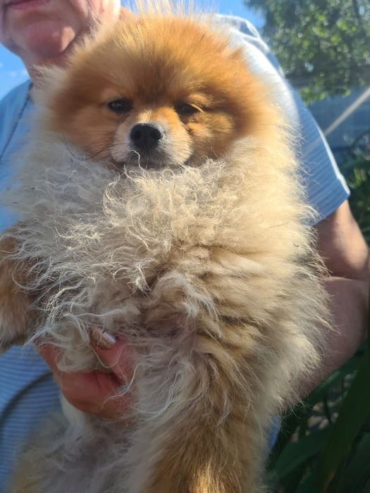 Померанский шпиц