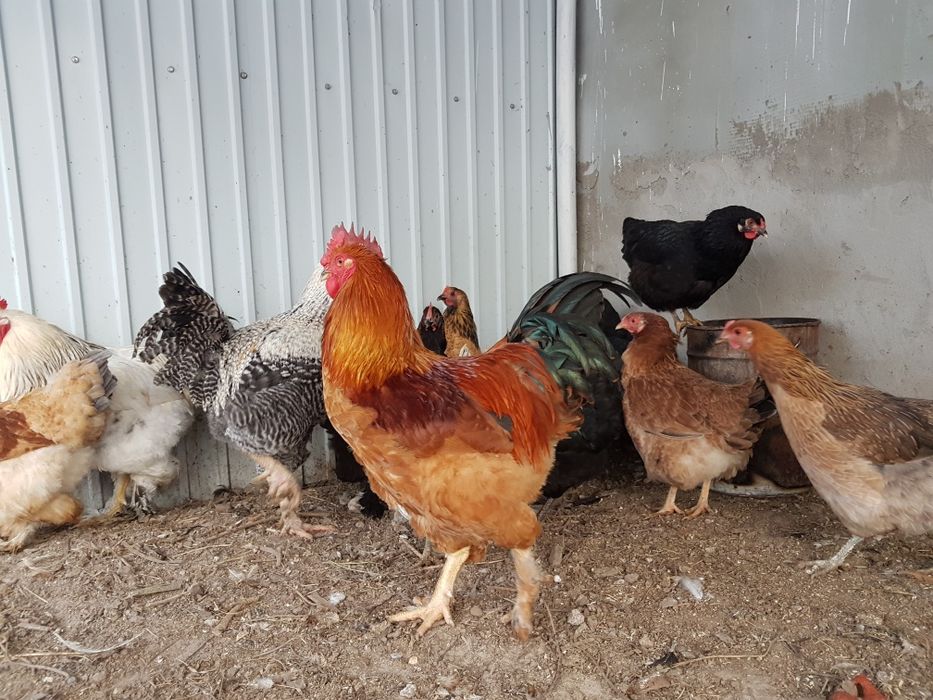 Инкубационное яйцо домашних кур